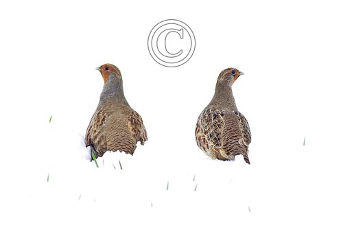 Pair Grey Partridge in the Snow DM1408